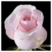 Тitanik /Титаник/