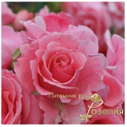 Lawinia /Лавиния/