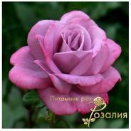 Paradise /Парадайз/