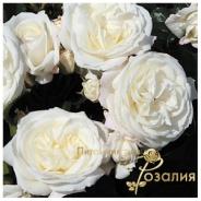 Alabaster (Алабастер)
