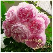 Jasmina /Жасмина/