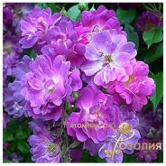 Veilchenblau /Файлхенблау/