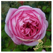 Alan Titchmarsh /Алан Титчмарш/