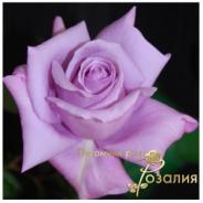 Twice in a Blue Moon (Твис ин Блю Мун)