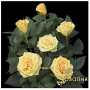 Solero Kordana /Солеро Кордана/