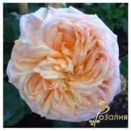 Alchymist (Алхимист)