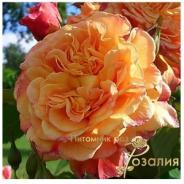 Aloha (Алоха)