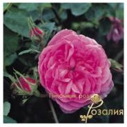 Центифольные Розы /Rosa Centifolia/