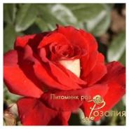 Kleopatra /Клеопатра