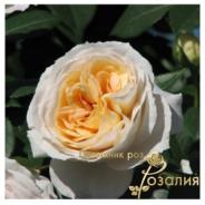 Lions-Rose /Лионс-Роза/