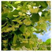 Липа сердцелистная