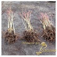 Липа сердцелистная
