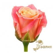Miss Piggy /Мисс Пигги/