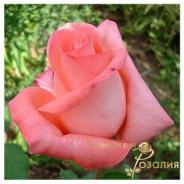 Nobilis (Нобилис)