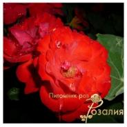 Satchmo /Сатчмо/